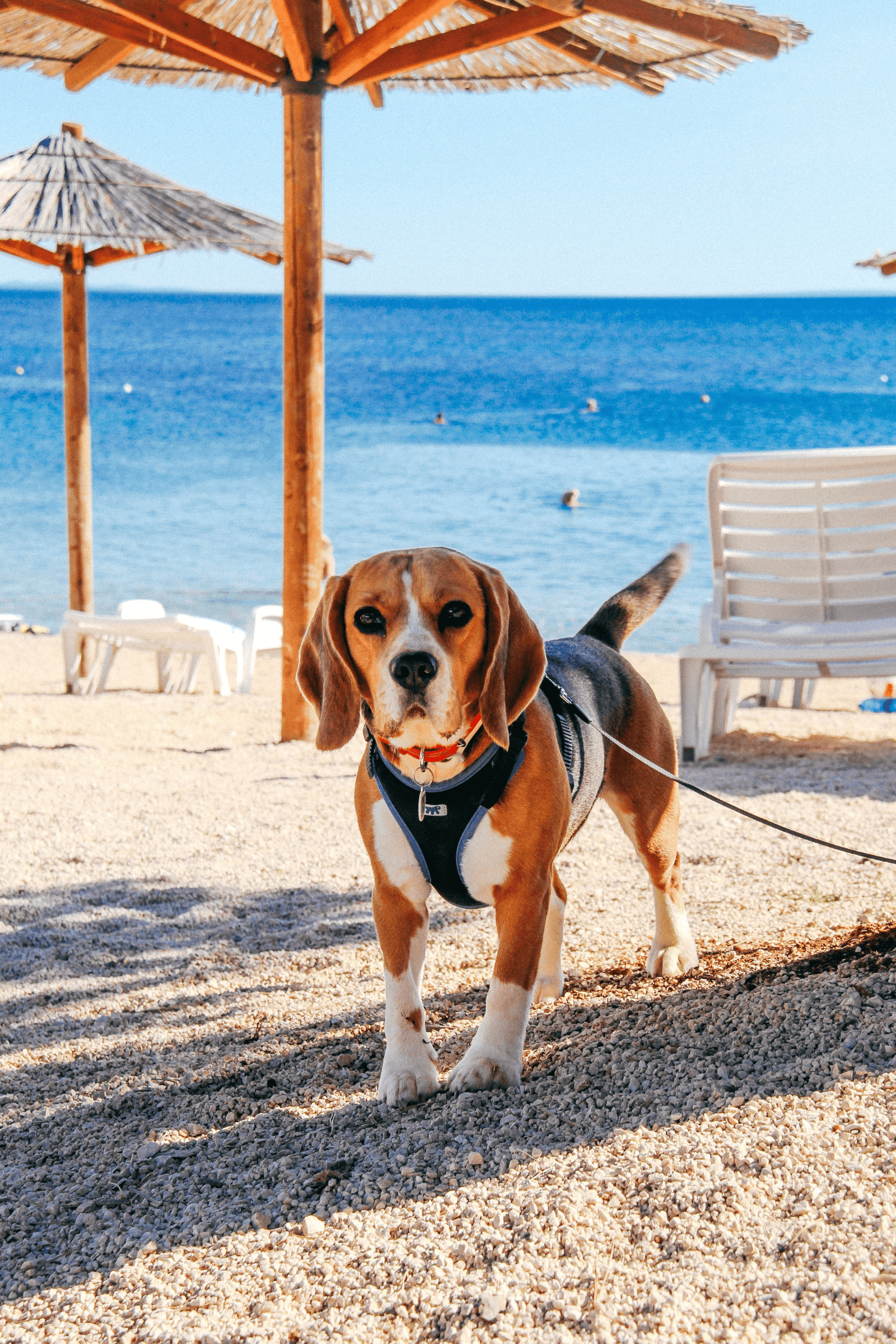 Travelling with a Pet in Croatia