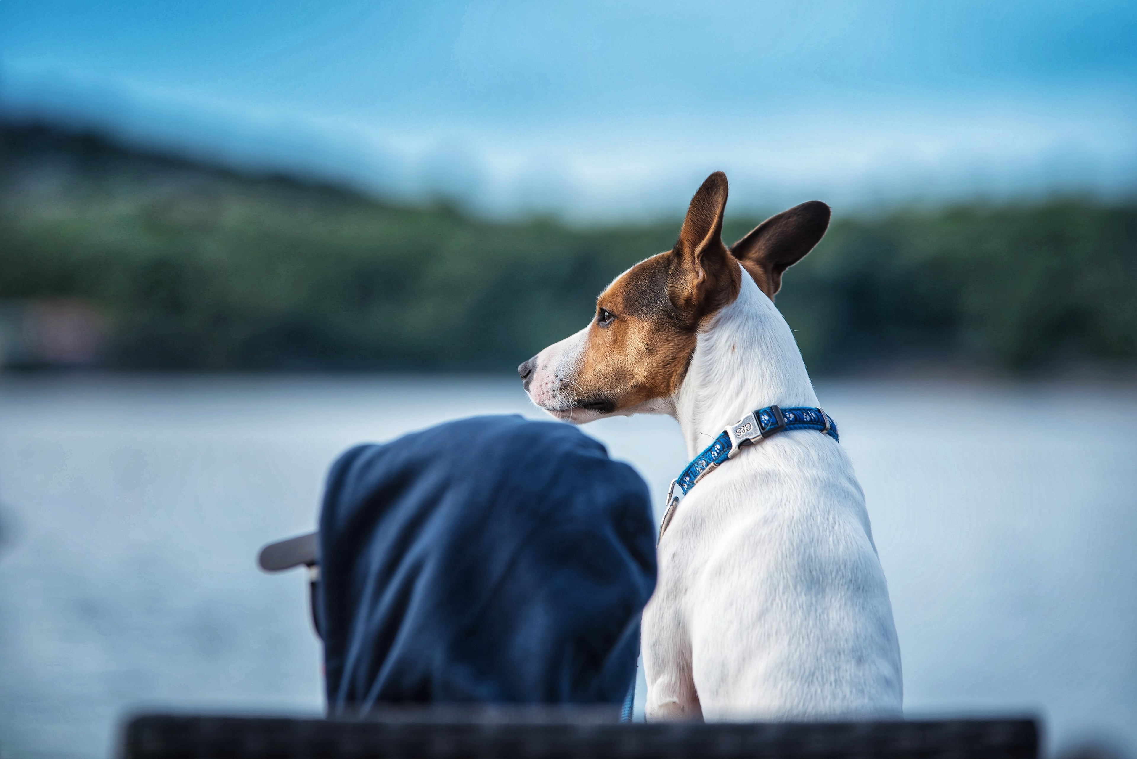 Dog waits