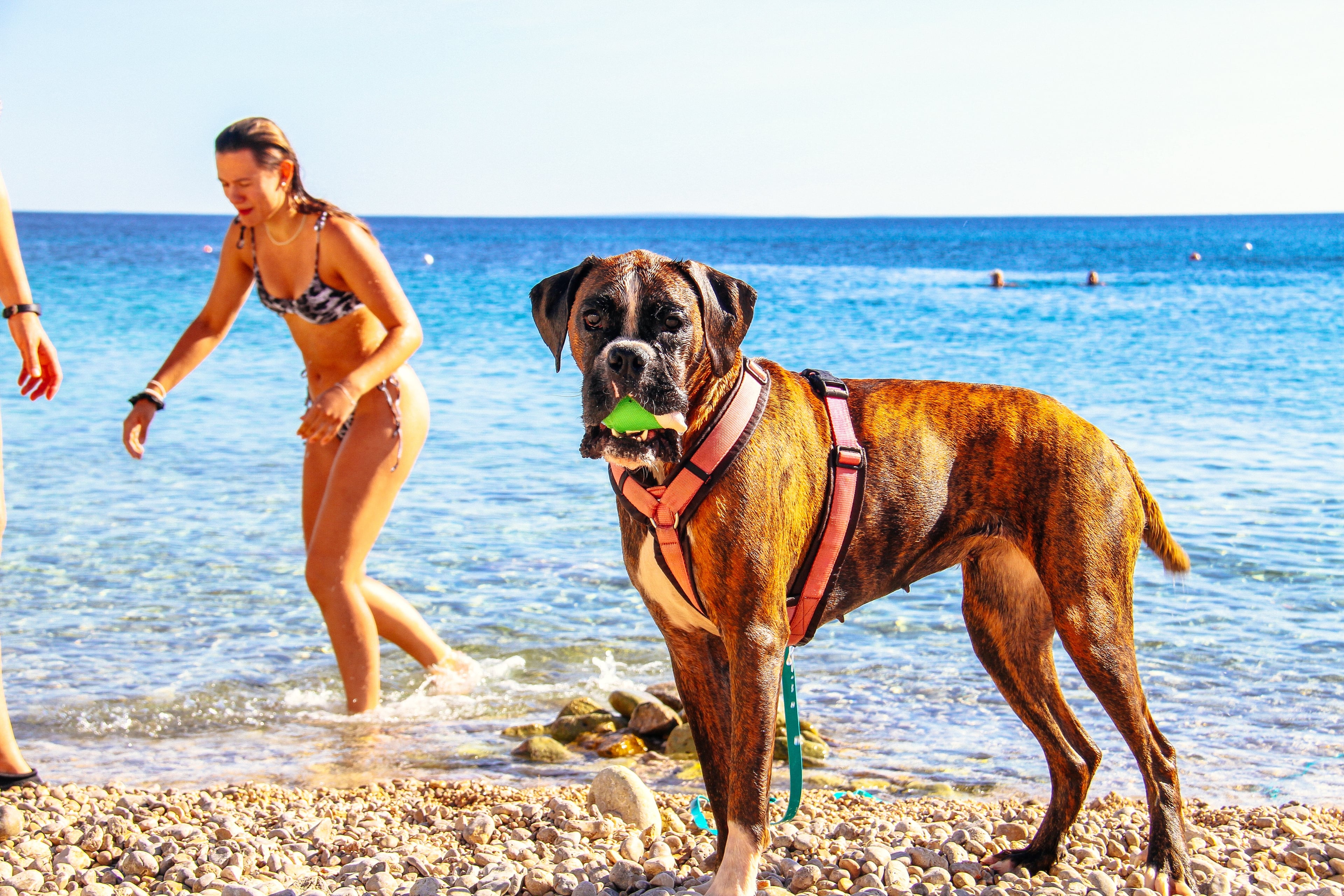 Happy dog at the beach