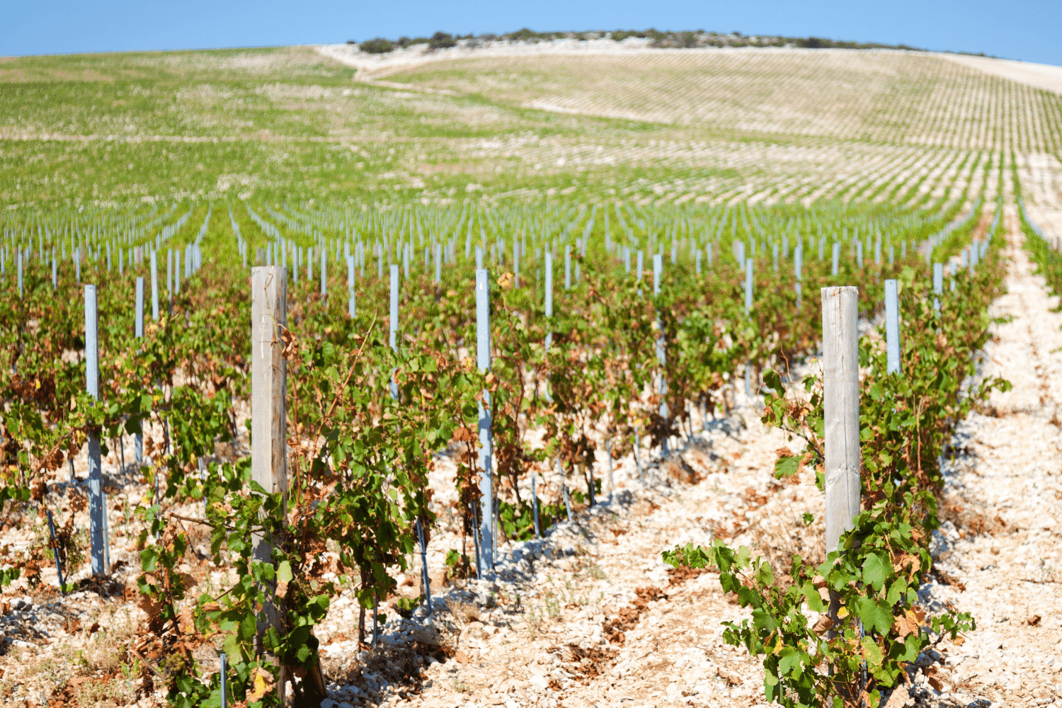 Growing Wine on Hvar