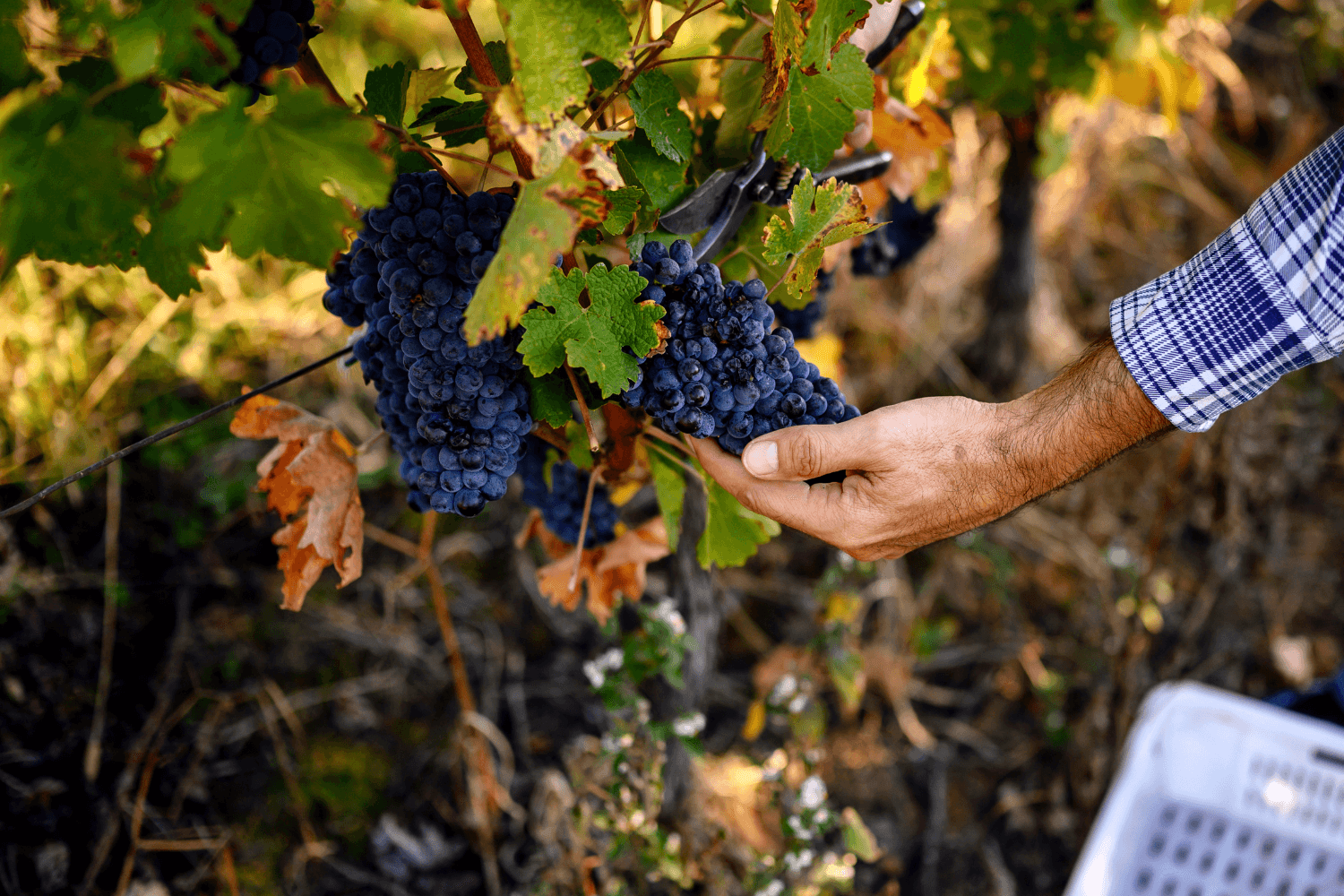 Growing Wine on Hvar