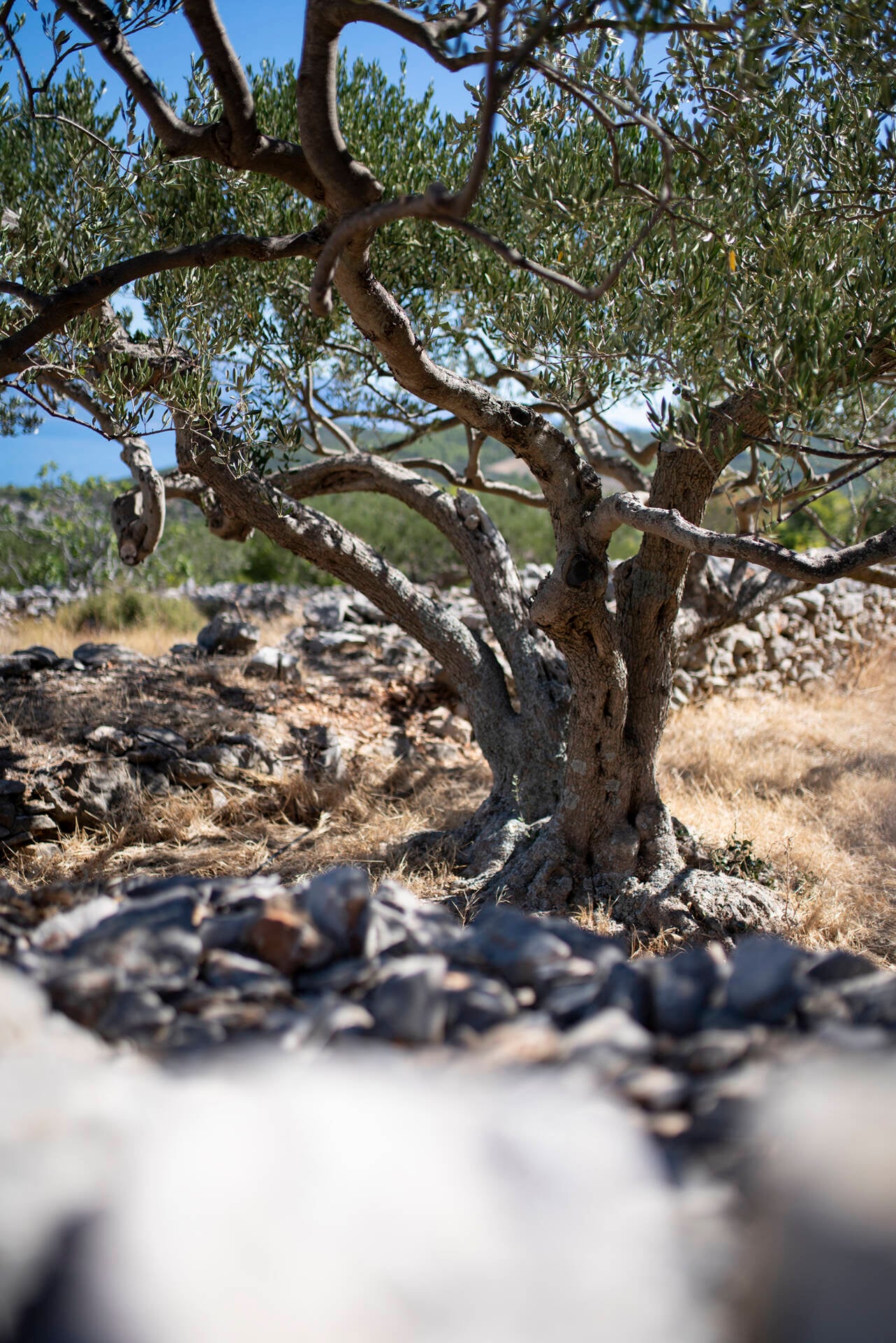 The oldest tree in Croatia