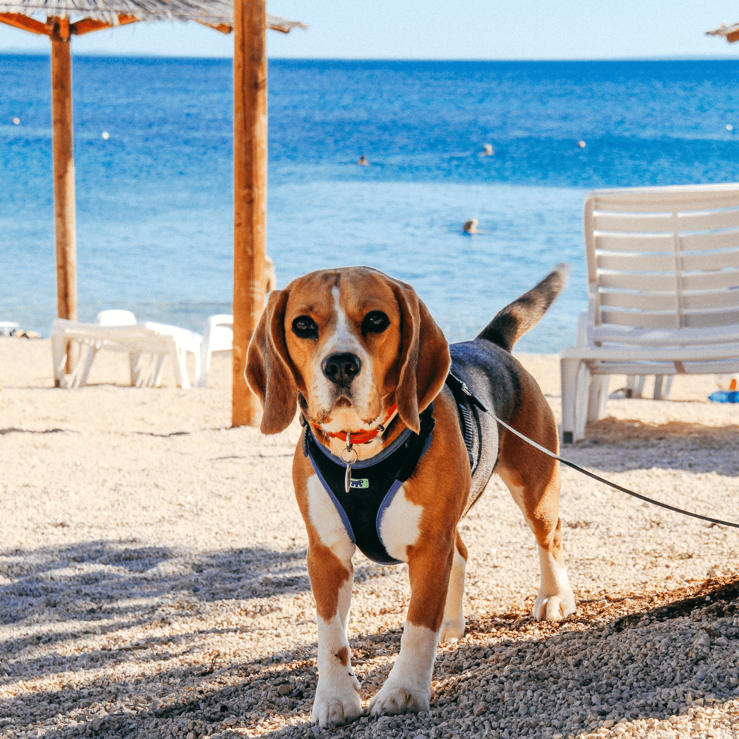 Travelling with a Pet in Croatia